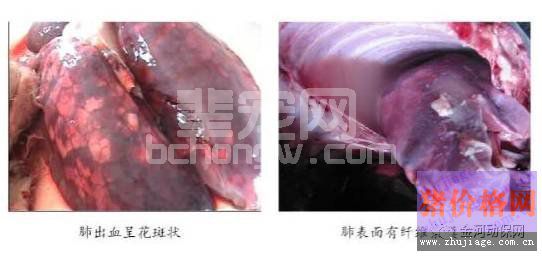 如何通过肺部病变判断是什么病？