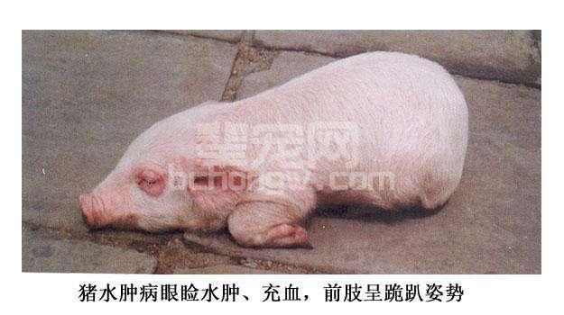 仔猪腹泻病很难防控 仔猪腹泻的原因及解决方案分享