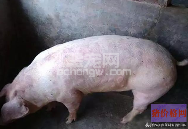 什么是猪湿疹 猪湿疹的治疗措施