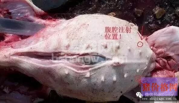 猪腹腔注射的技术要点，你掌握多少？