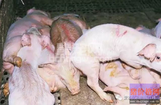 没有做好以下的预防措施，你的仔猪怎么安全过秋？