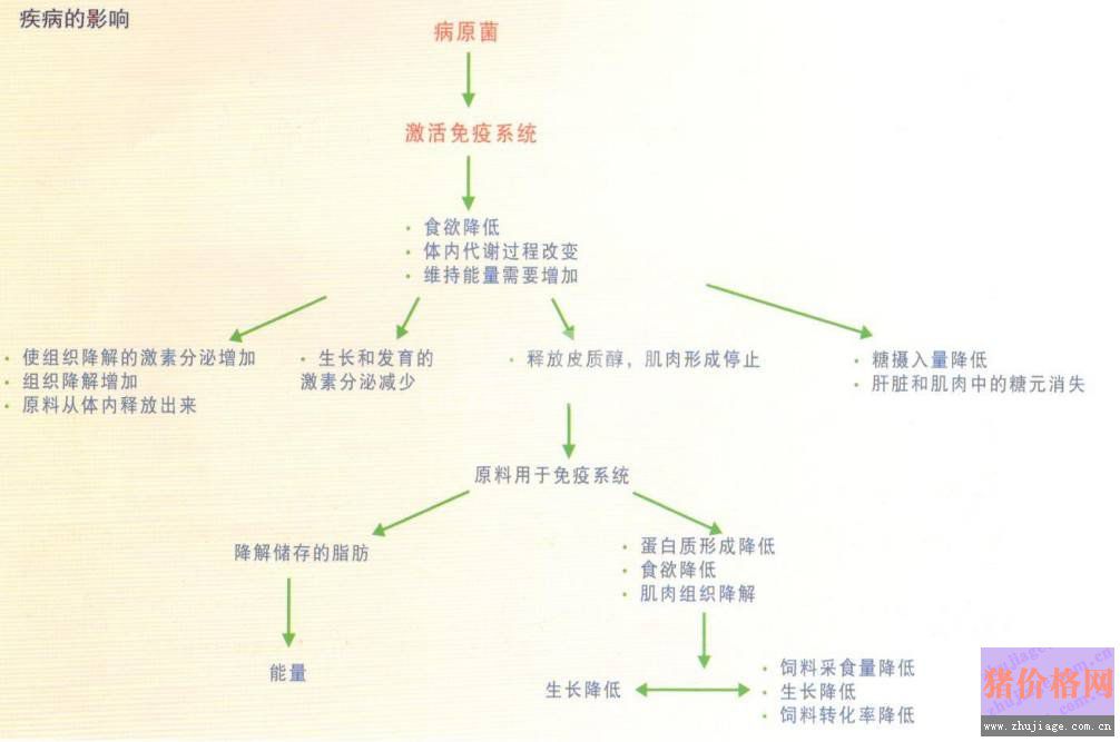 猪生病时，什么是最重要的？