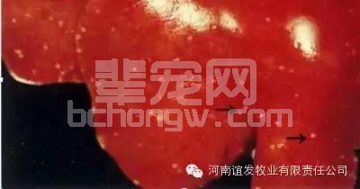 猪伪狂犬病新症状出现 规模养猪场和散户千万注意！