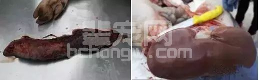 猪圆环病毒病及检测案例分析