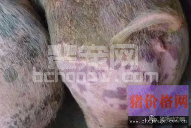 最全猪丹毒防治法则