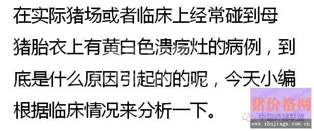 猪胎衣上黄白色溃疡灶的原因分析及防控措施