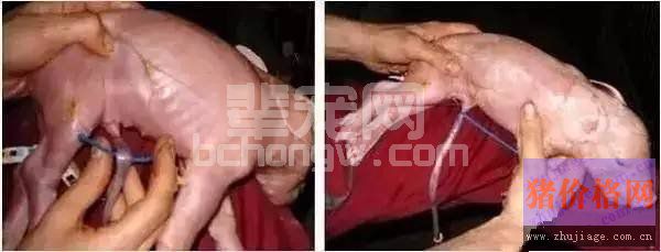 仔猪断脐四大忌！你犯了没？