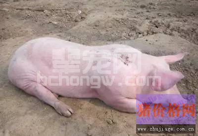 猪体温升高和哪些猪病有关？还不赶紧预防！