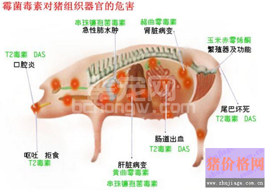 导致养猪场疾病频发的根源，值得养殖户好好看看