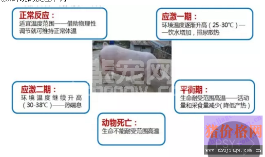 热应激直接影响母猪产健仔数，并持续到来年1月