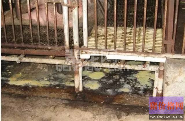养猪场中仔猪黄白痢是拉肚子？