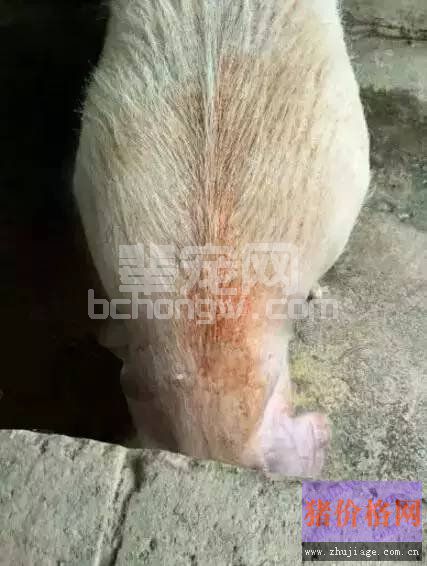 你真的清楚吗？猪皮肤发红发紫是得了什么病？