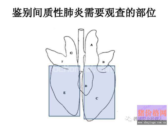 猪肺部大体病变分析与临床初步诊断