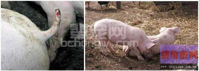 养猪场中猪咬尾应该怎么做？
