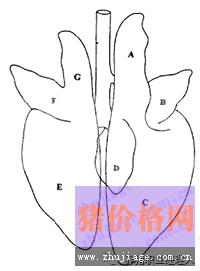 猪肺部大体病变与临床初步诊断（上）