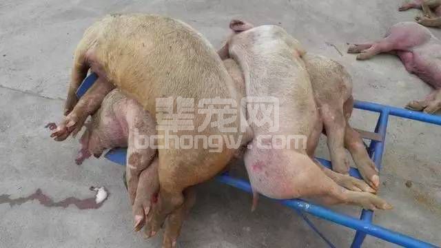 为什么猪病发病率越来越高？越来越难治？