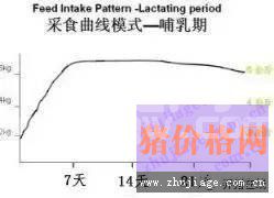 夏季猪群不吃食，找到根本原因才能轻松应对！