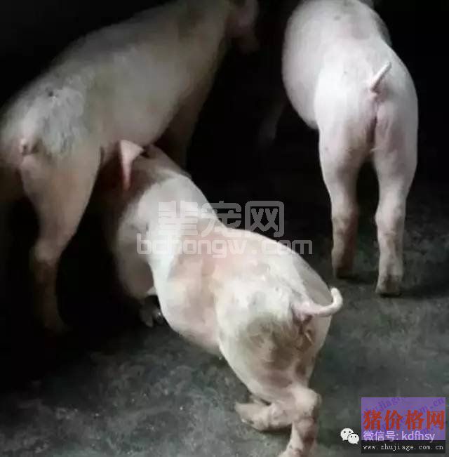 6种引起猪腿瘸不敢站立的疾病，教你轻松鉴别好治疗！