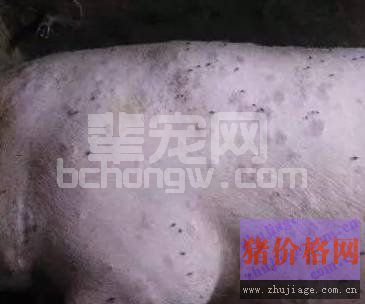 猪丹毒正肆虐猪场，谨慎防控！
