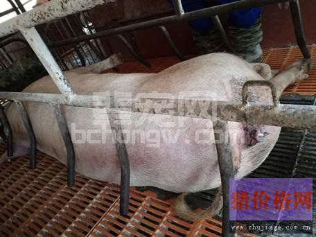 高温高湿季节母猪突发死亡原因的探究