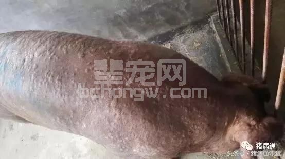夏季养猪常发的疾病有哪些？如何预防？