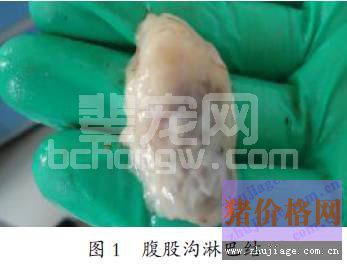 猪蓝耳病病毒、圆环病毒和大肠杆菌混合感染的诊断