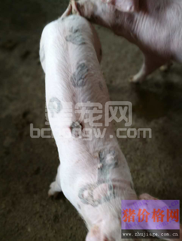 这么典型的猪丹毒病例，您见过吗？