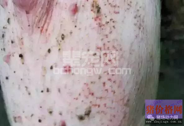三招轻松区分和治疗附红体、丹毒、圆环与蚊虫叮咬这4种疾病