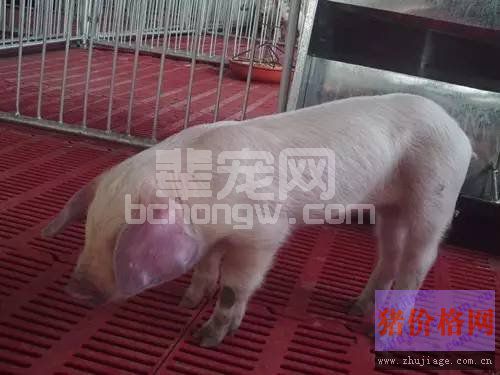 蓝耳病的临床症状及净化方案