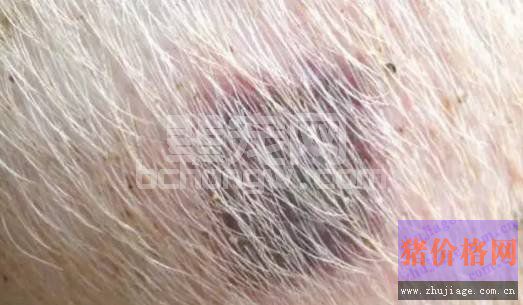 猪丹毒高发？看看这，让您应对自如！