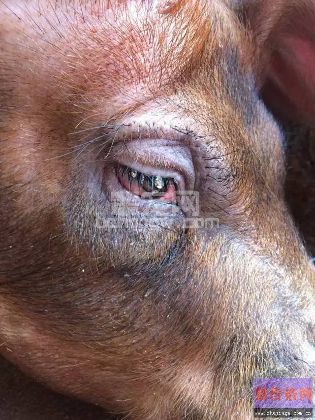 养猪场常见的红眼病是什么原因？