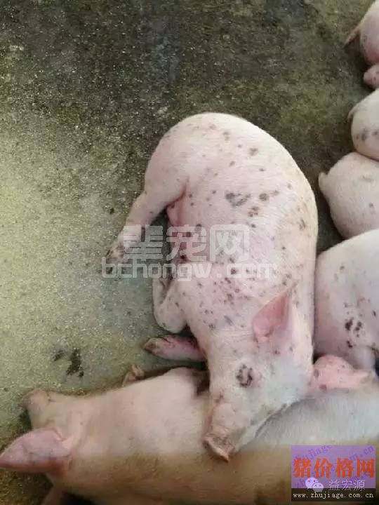 夏季猪皮肤病，有这些信号就要赶紧处理了！！