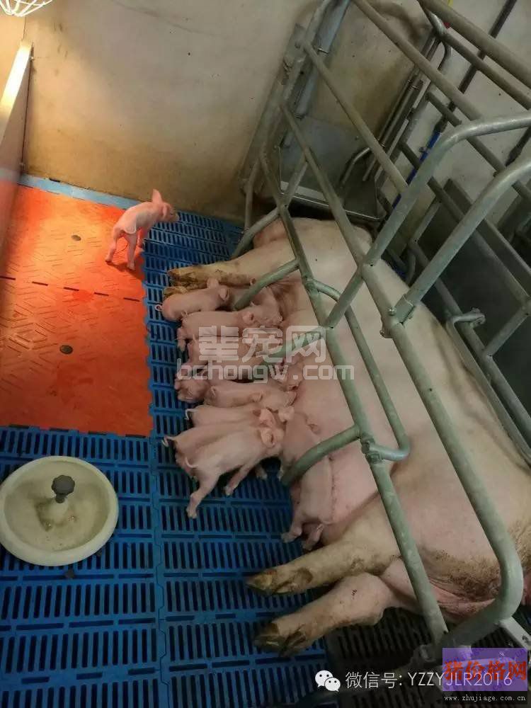 如何帮助仔猪渡过断奶关？