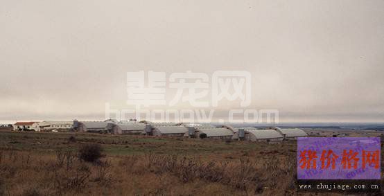 养猪场蓝耳病发病率与“风水”有关？
