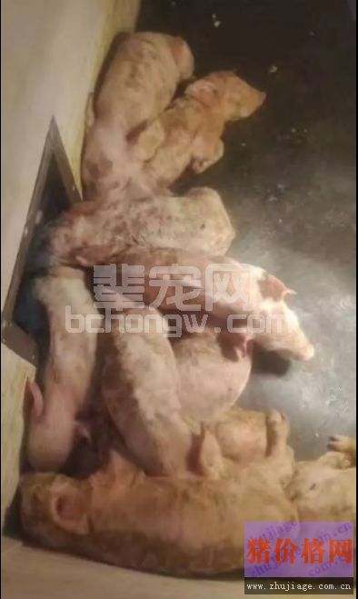 腹腔补液——治疗传染性胃肠炎，让脱水仔猪快速恢复