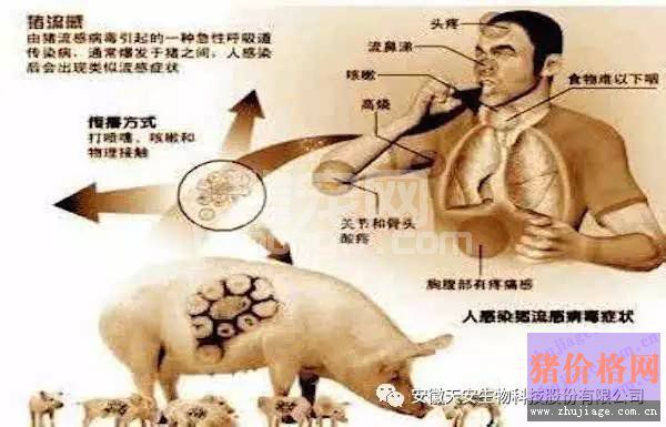 猪流行性感冒的临床症状及防控措施