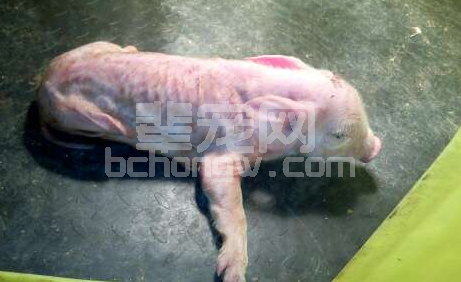 一例仔猪疑似伪狂犬病的诊断