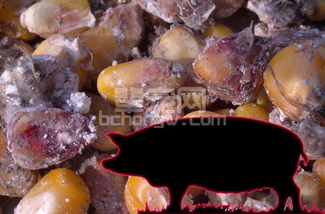 怎么才能知道猪群是否有霉菌毒素中毒？如何提高诊断的正确性？