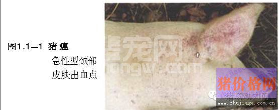 120张猪病图片，诊断养猪场43种疾病