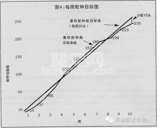 现场如何检测每批猪的配种效率?