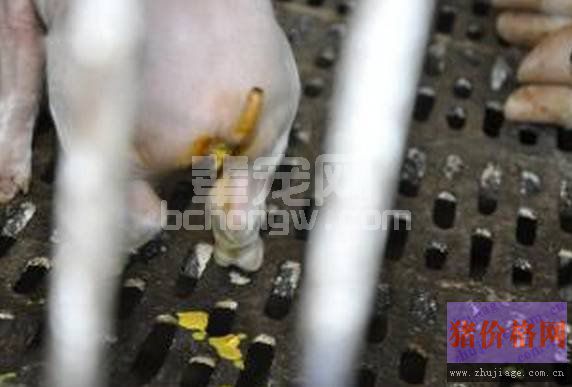 仔猪断奶就拉稀的原因在哪？