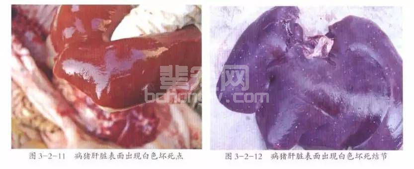 从胎盆上也能看出来伪狂犬病，你知道吗？