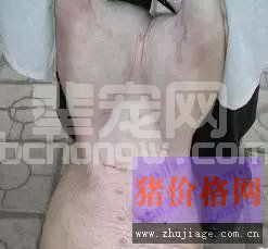 仔猪腹腔注射技术图文详解