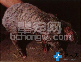 典型猪渗出性皮炎！