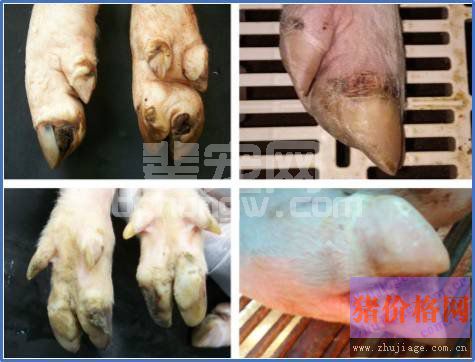 猪口鼻、肢蹄出现水泡、溃烂症状就是口蹄疫吗？