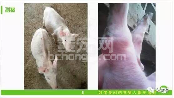 猪瘟与副猪混合感染超实用的诊疗方案