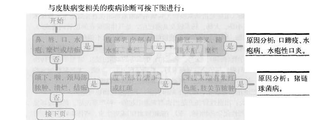 根据猪皮肤症状就能辨别猪得了什么病，新手也能当兽医！