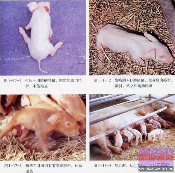 仔猪跳跳病（仔猪抖抖病）的原因分析及防治措施