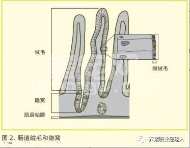 全面了解猪流行性腹泻病毒致病机理及防控技术