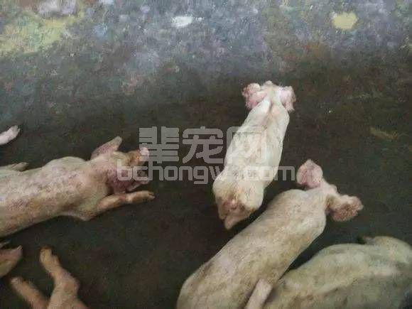 血痢、黑痢，猪密螺旋体痢疾的防治措施